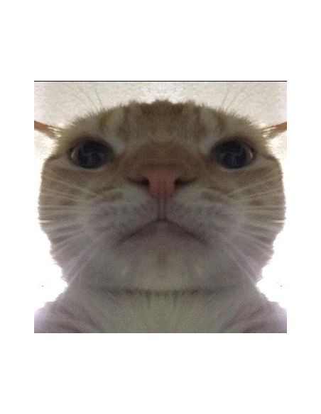 Katter