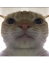 Katter