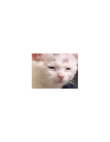 Katt